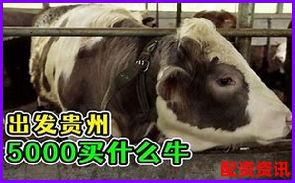 好牛配資的聯(lián)系電話(huà)是多少 您是否急需知曉-股票杠桿可以幾倍杠桿嗎怎么算的呢